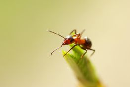 Skadedjursbekämpning & skadedjurssanering av myror